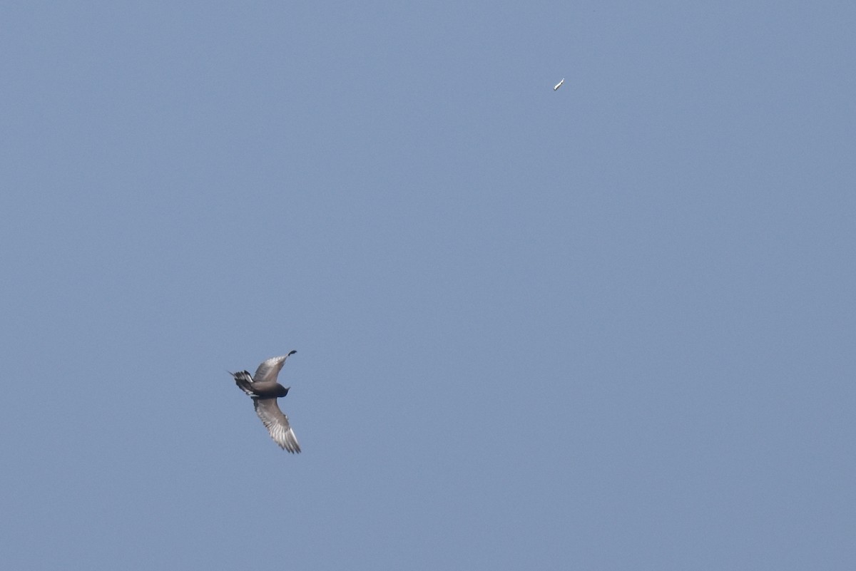 Parasitic Jaeger - Naresh Satyan