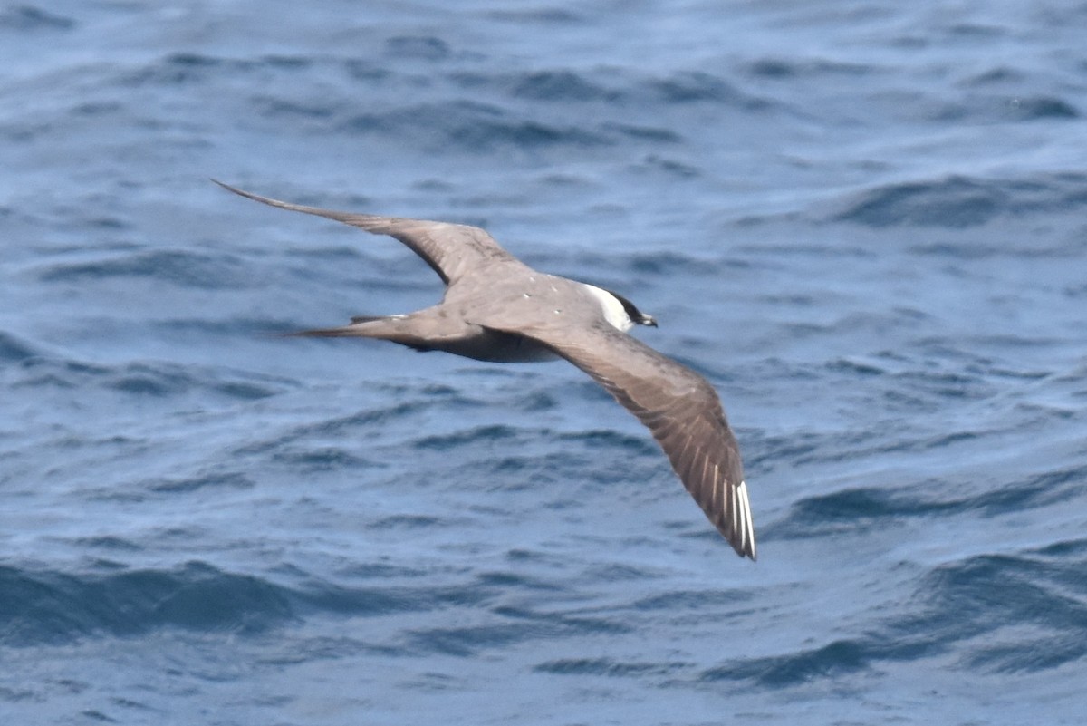 Long-tailed Jaeger - Naresh Satyan