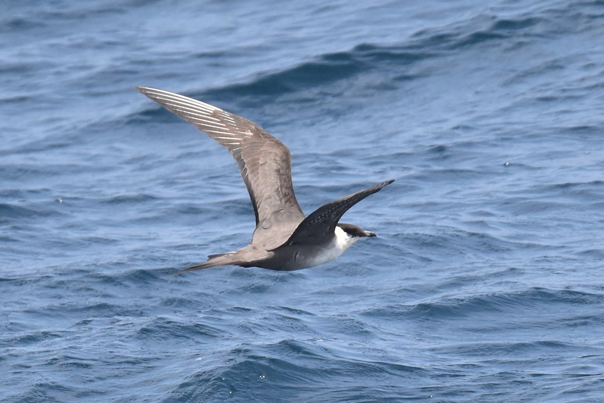 Long-tailed Jaeger - Naresh Satyan