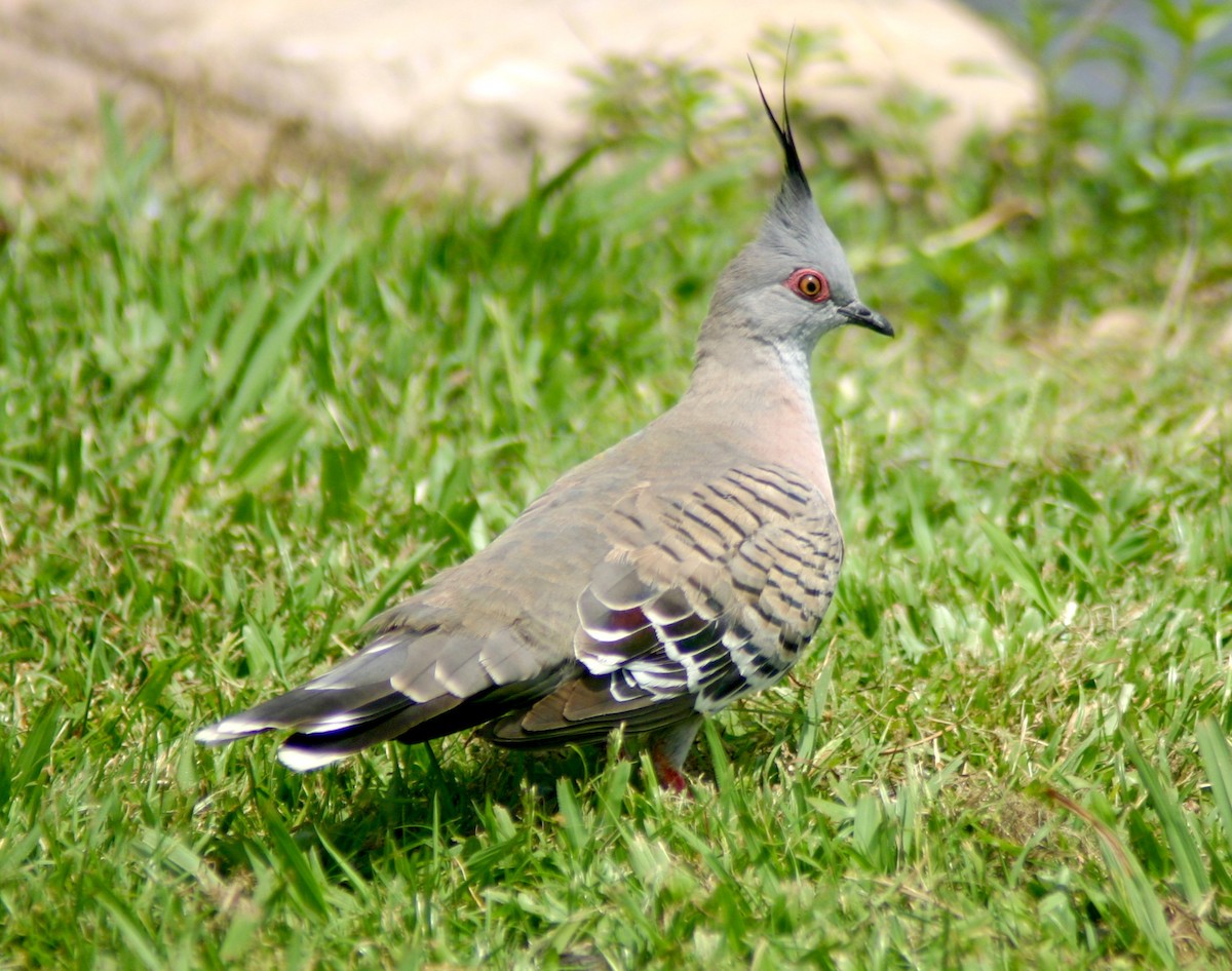 Crested Pigeon - Peter Woodall