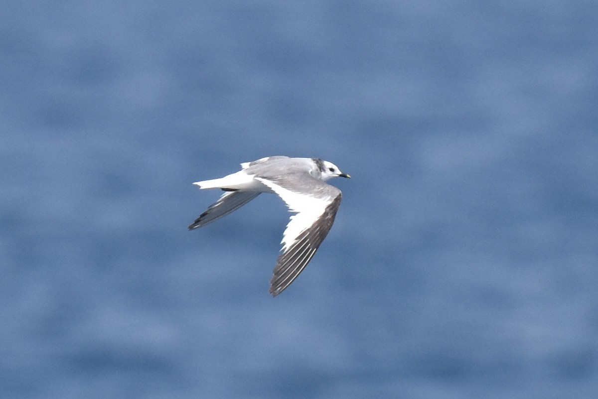 Sabine's Gull - Naresh Satyan