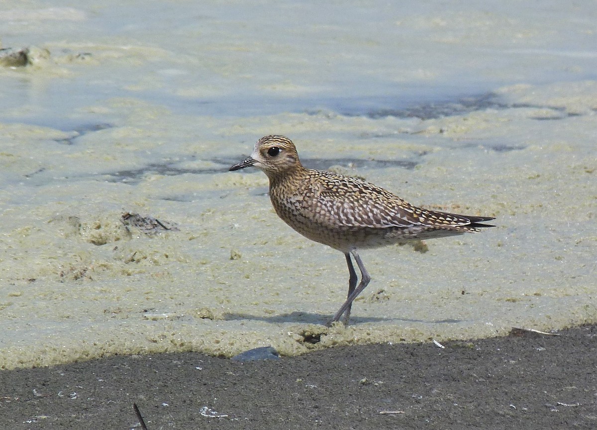 Pacific Golden-Plover - ML608421147