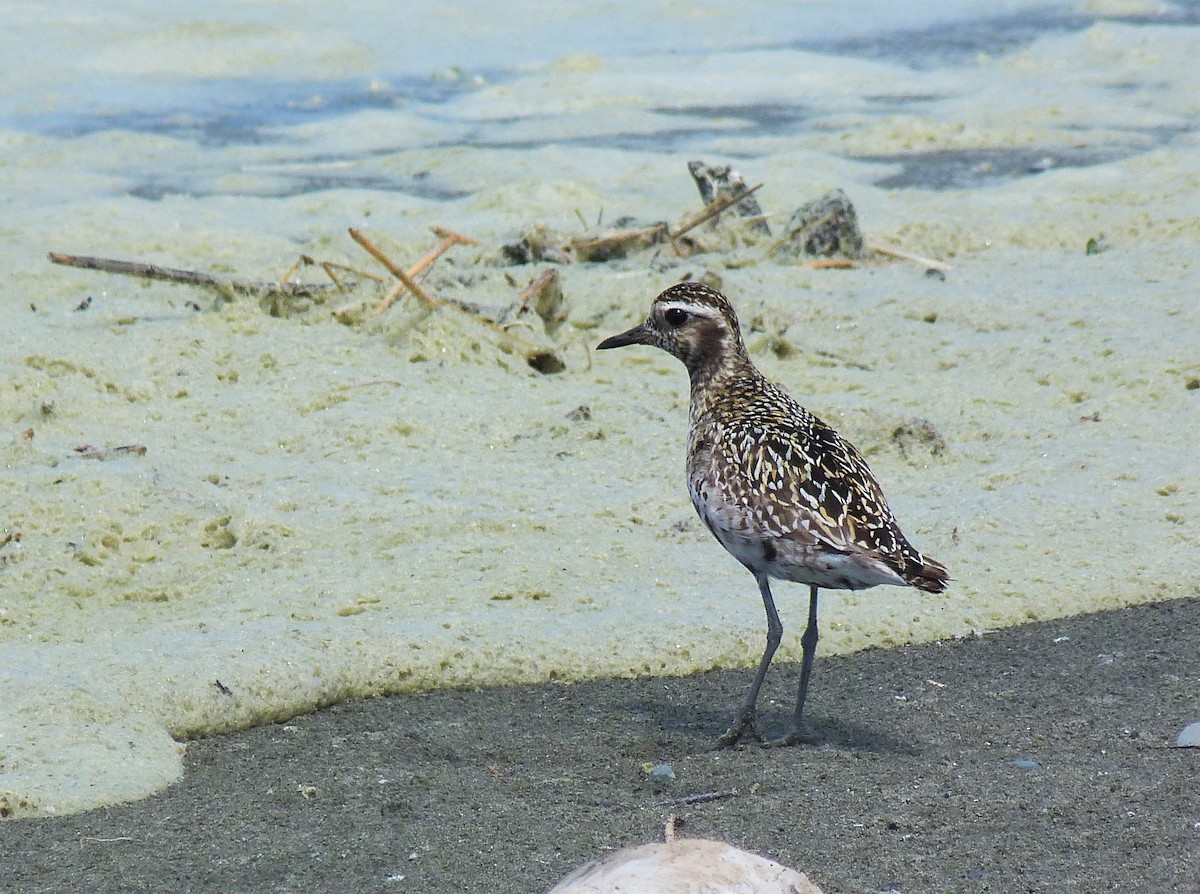 Pacific Golden-Plover - ML608421149