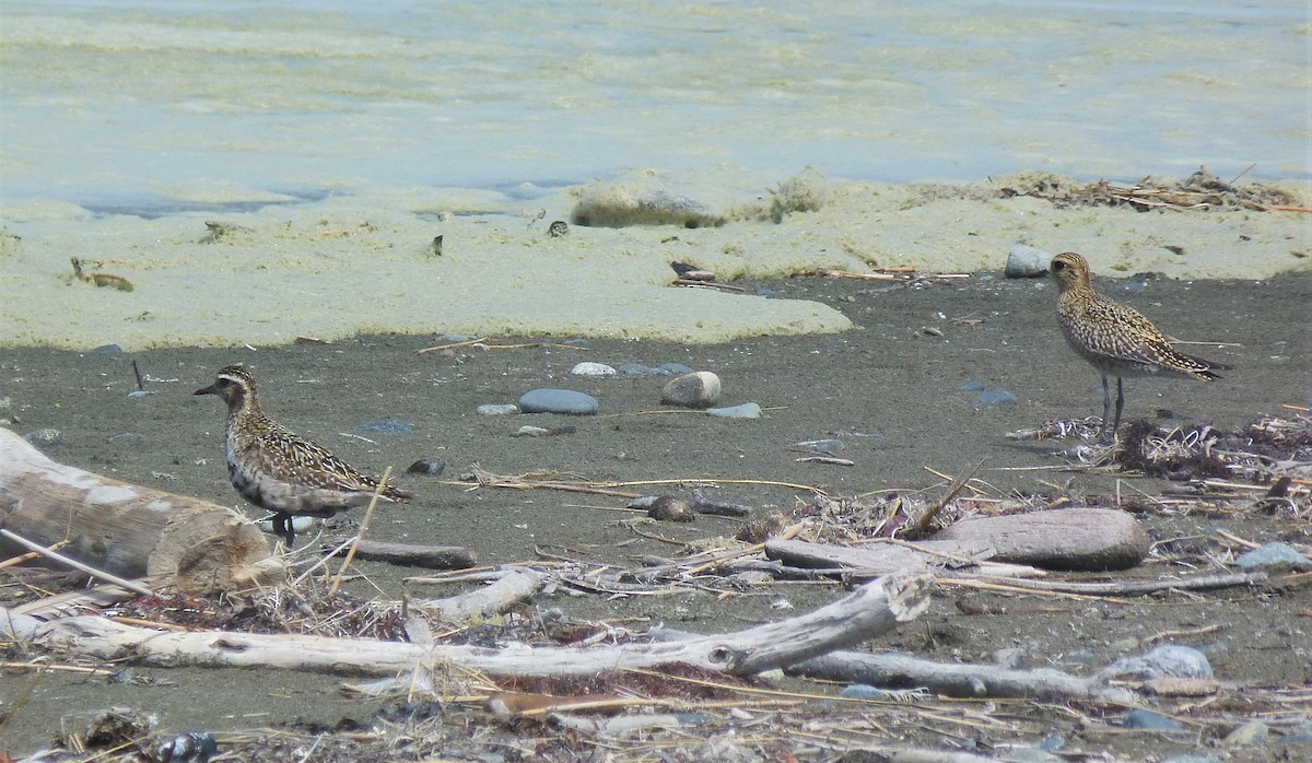 Pacific Golden-Plover - Tony Kurz