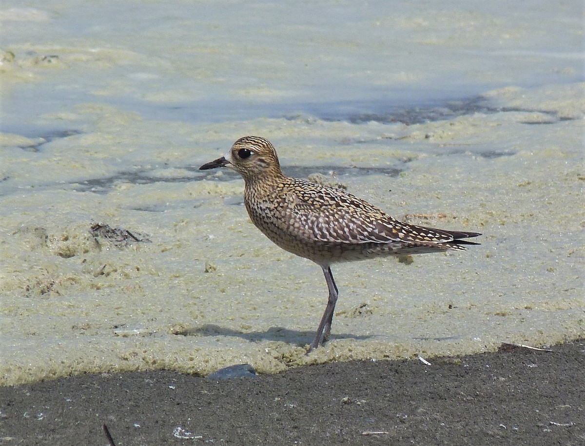 Pacific Golden-Plover - ML608421151