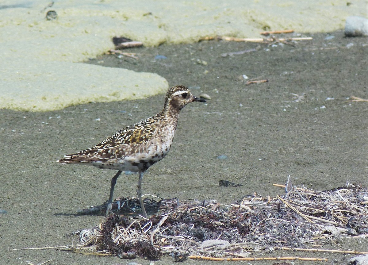 Chorlito Dorado Siberiano - ML608421152