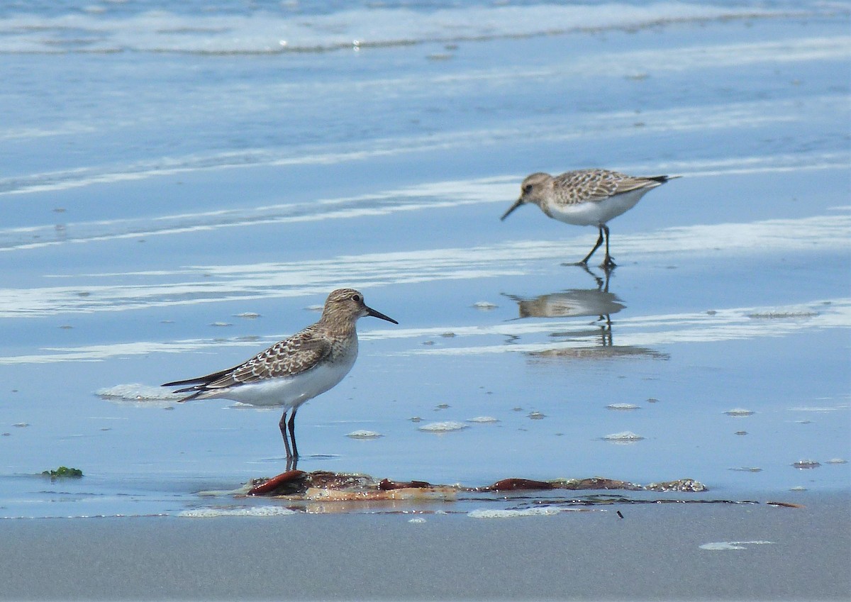 Bairdstrandläufer - ML608421155