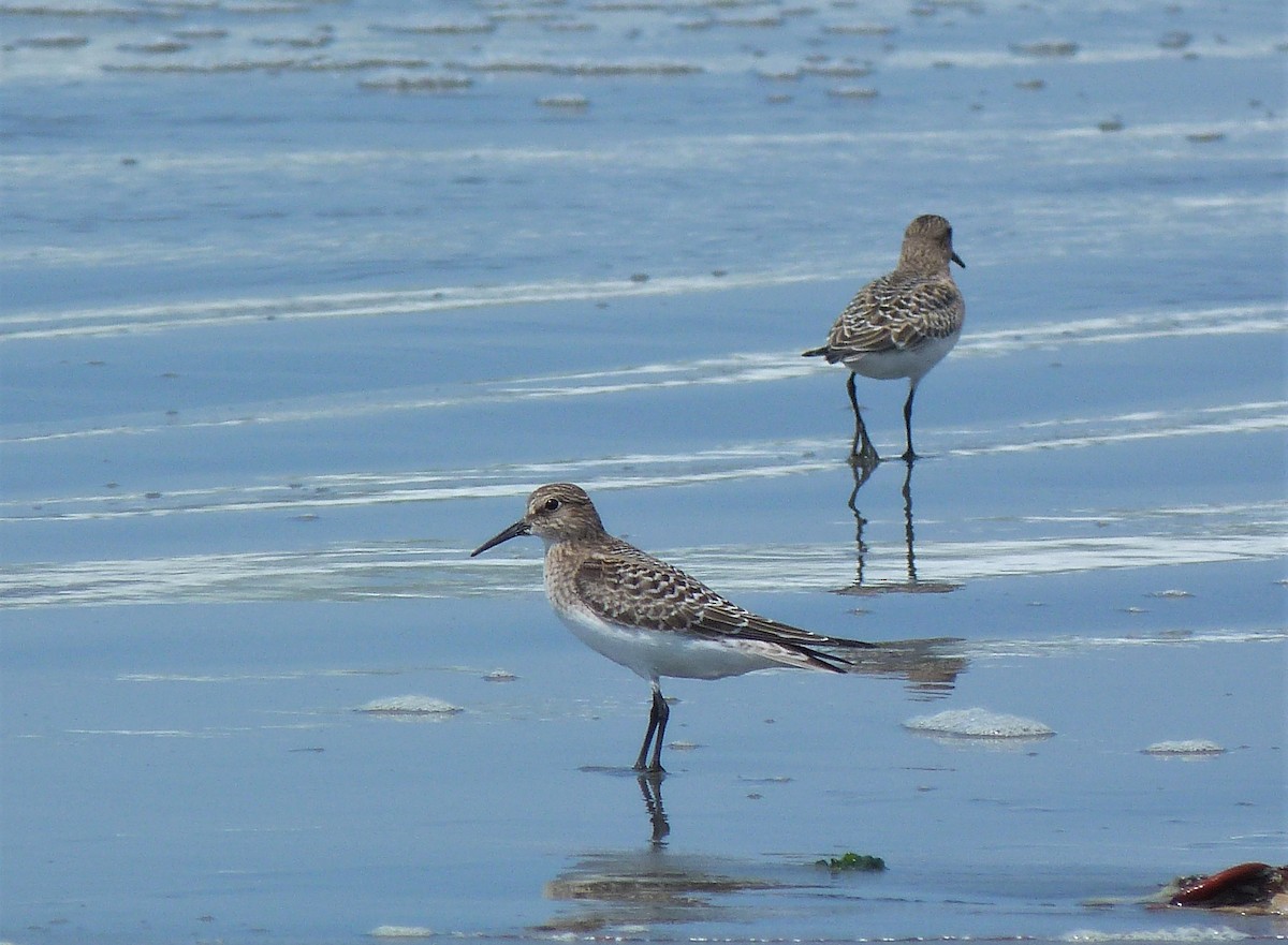 Baird's Sandpiper - ML608421156