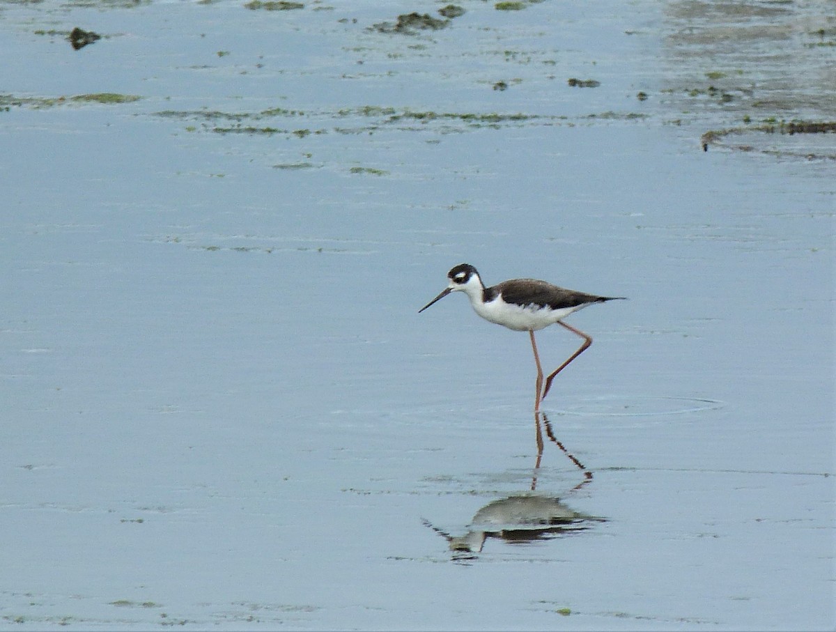 Black-necked Stilt - Tony Kurz