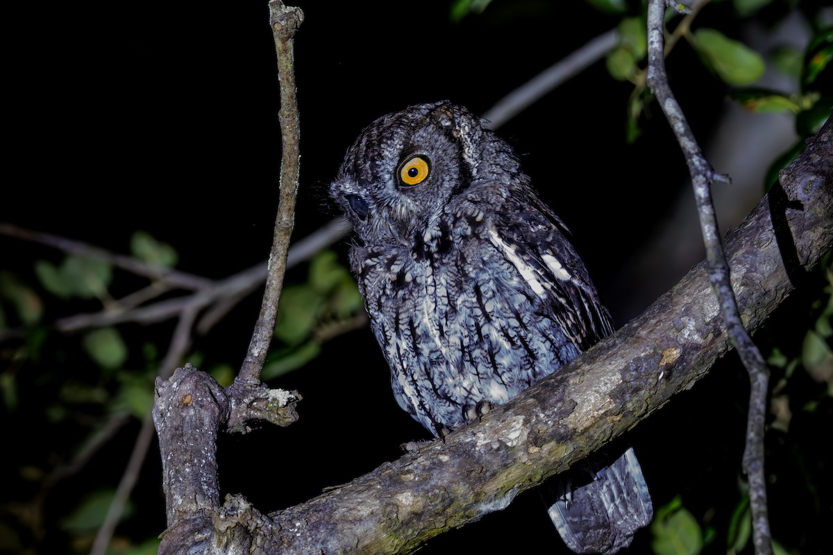 Western Screech-Owl - ML608421181