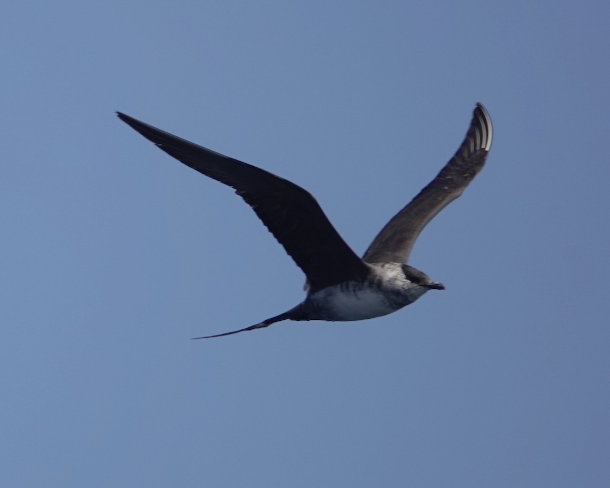 Long-tailed Jaeger - ML608421200