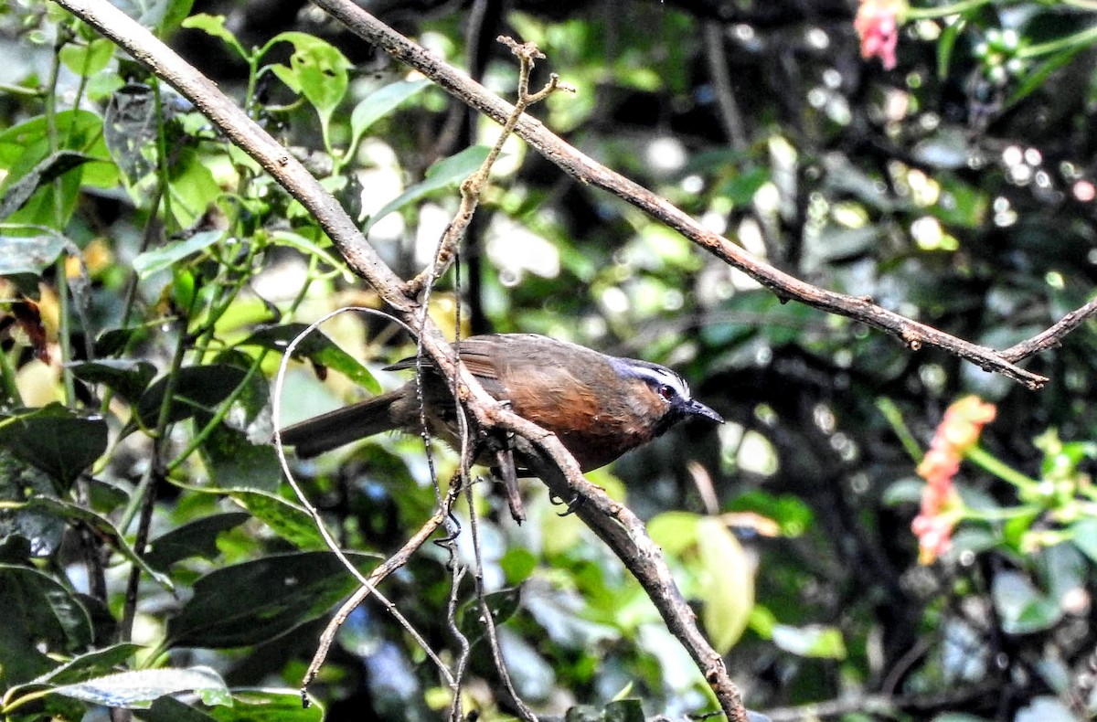 Nilgiri Laughingthrush - padma ramaswamy