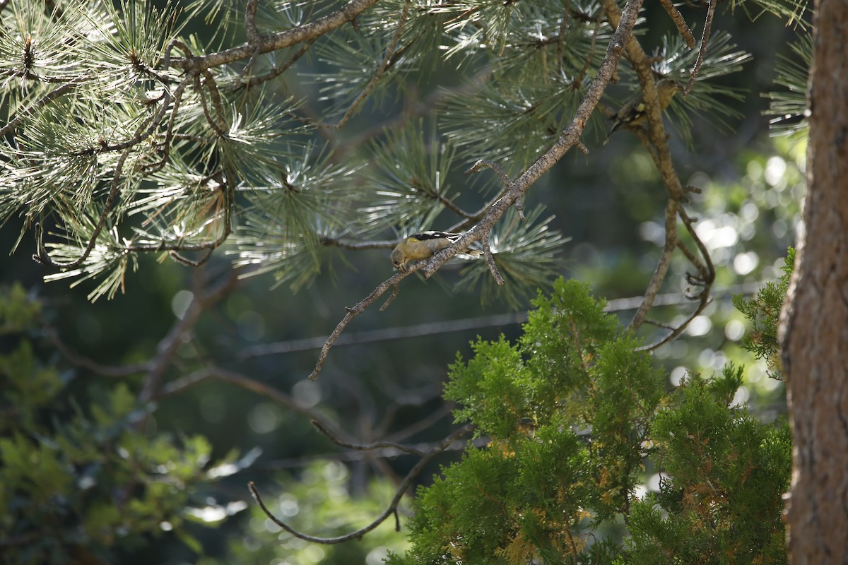 Evening Grosbeak - ML608421214