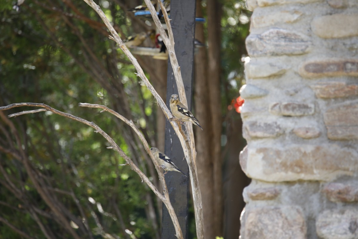 Evening Grosbeak - ML608421216