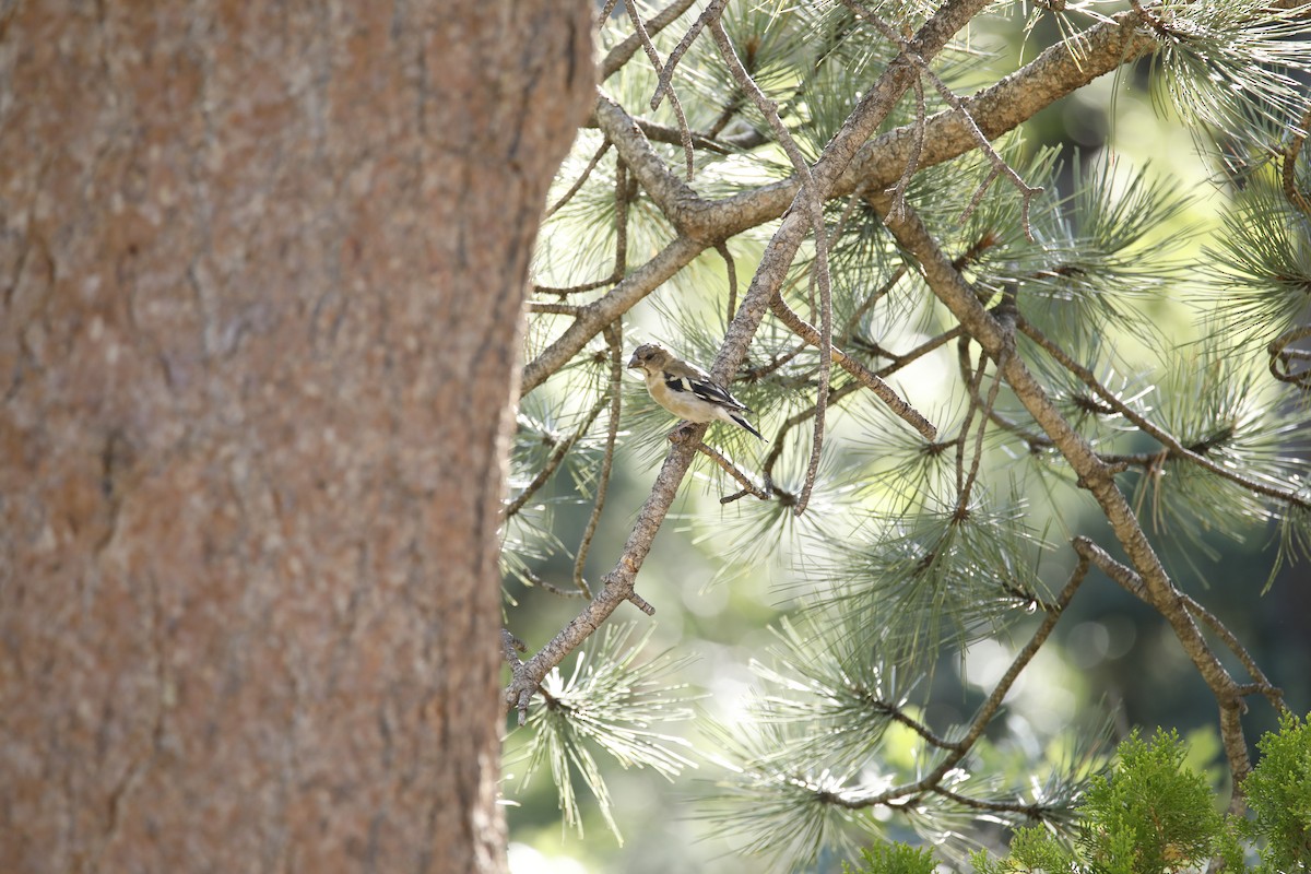 Evening Grosbeak - ML608421217