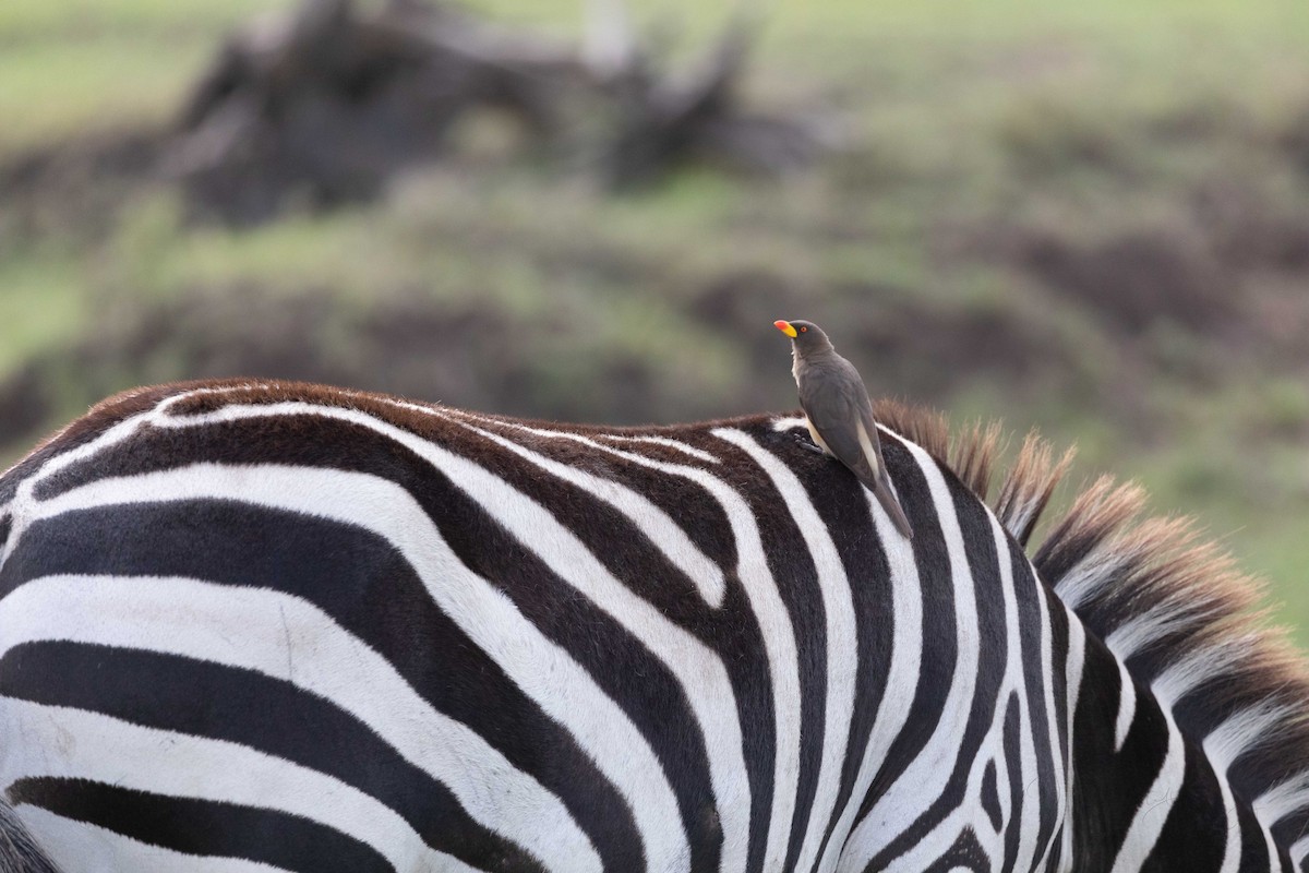 Yellow-billed Oxpecker - ML608421221