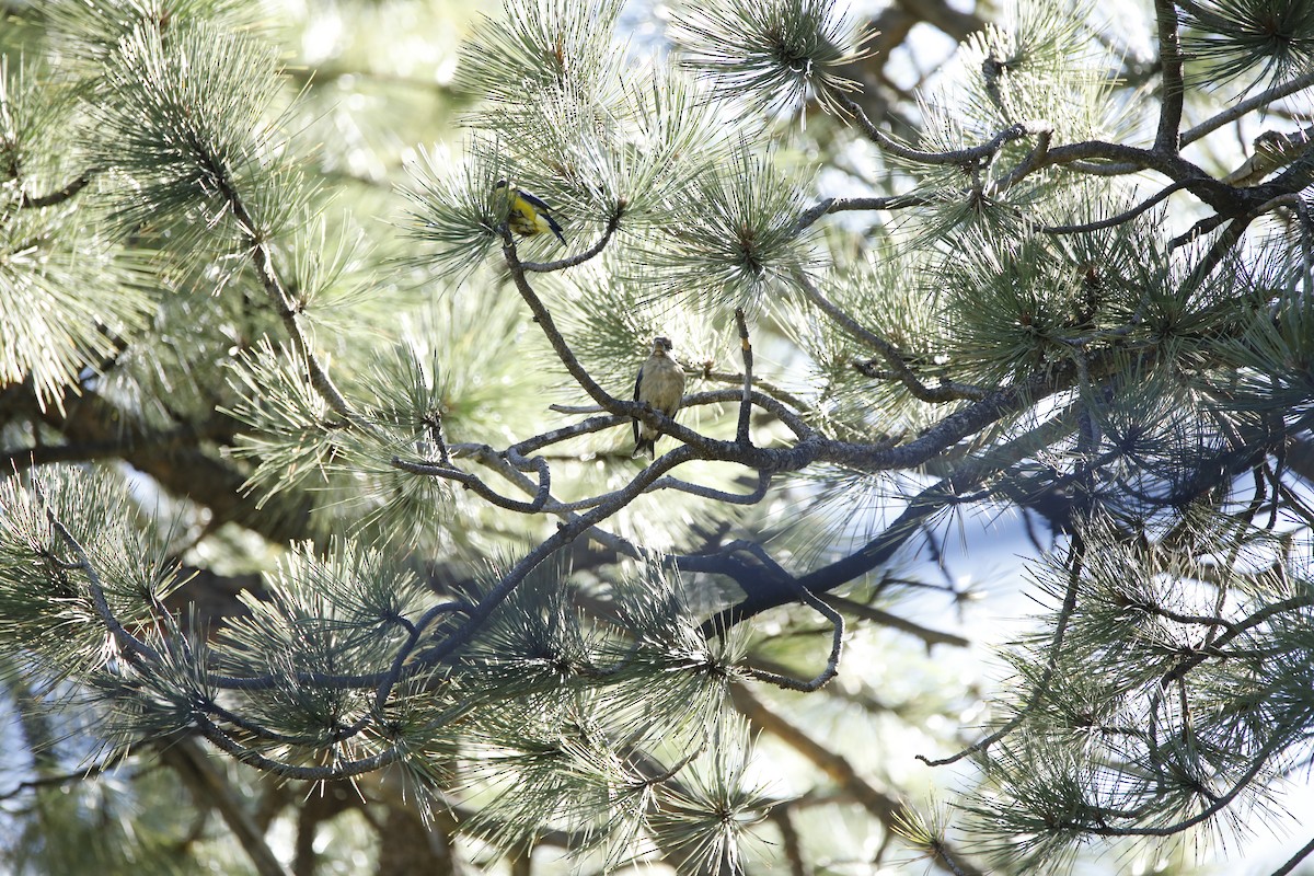 Evening Grosbeak - ML608421223