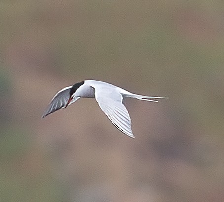 Common Tern - José Martín