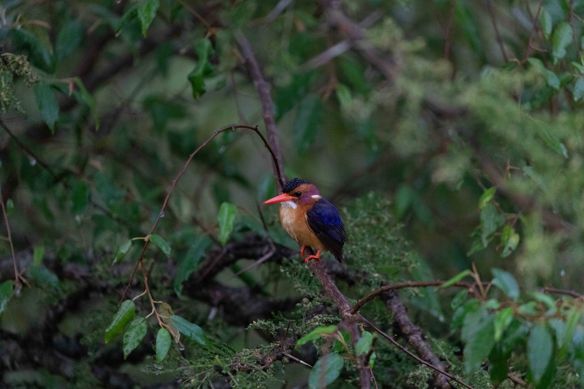 African Pygmy Kingfisher - ML608421239
