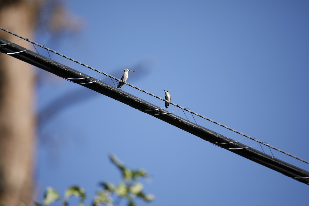 Broad-tailed Hummingbird - ML608421275