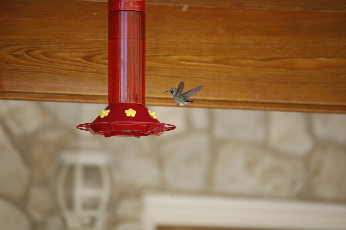Broad-tailed Hummingbird - ML608421285
