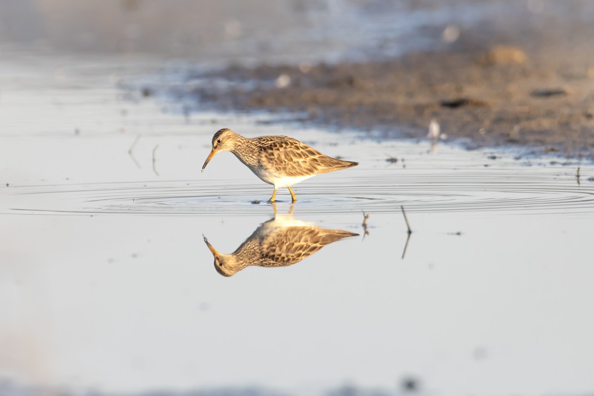 Pectoral Sandpiper - ML608421286