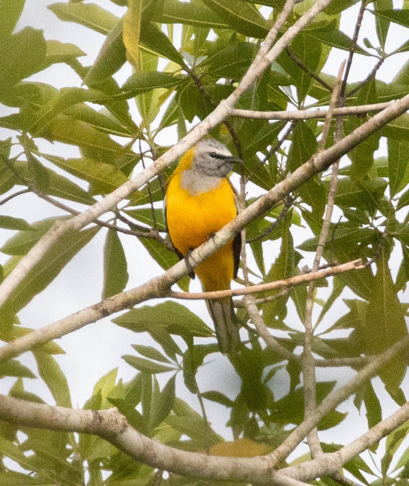 Golden Cuckooshrike - ML608421295