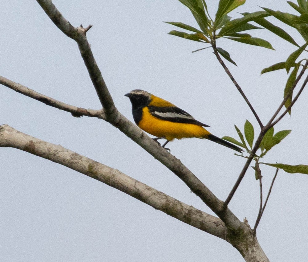 Golden Cuckooshrike - ML608421300