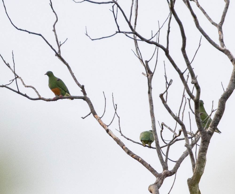 Orange-bellied Fruit-Dove - Lindy Fung