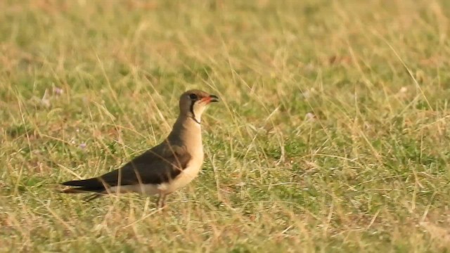 Oriental Pratincole - ML608421313