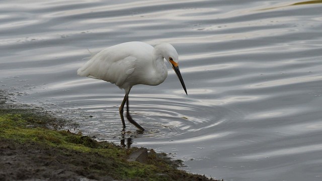 Snowy Egret - ML608421347