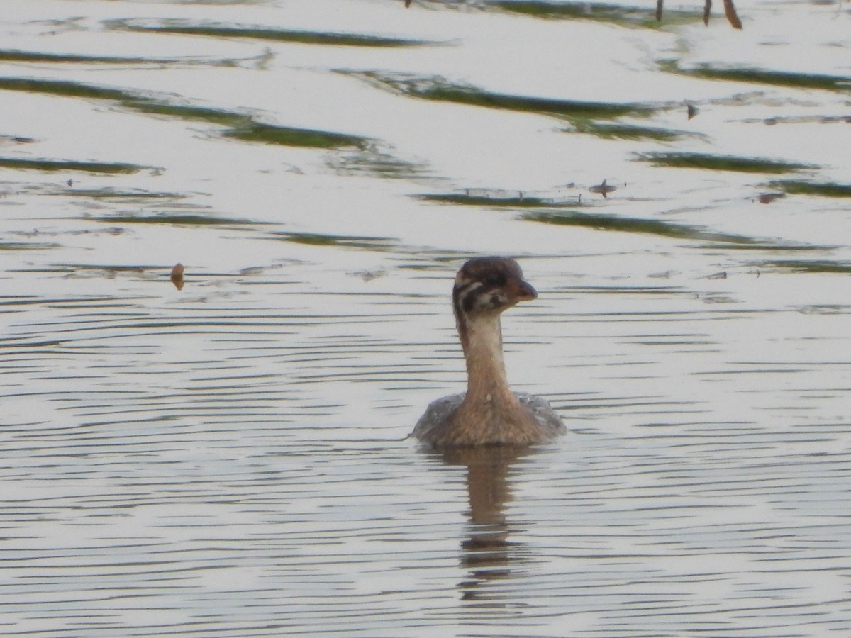 Pied-billed Grebe - ML608421361