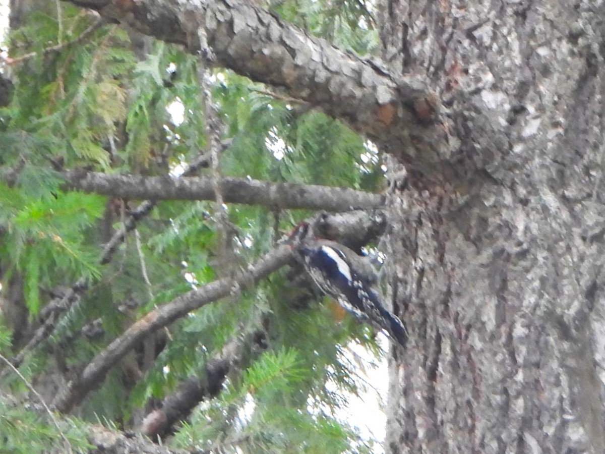 Red-naped Sapsucker - Kimberly Berry