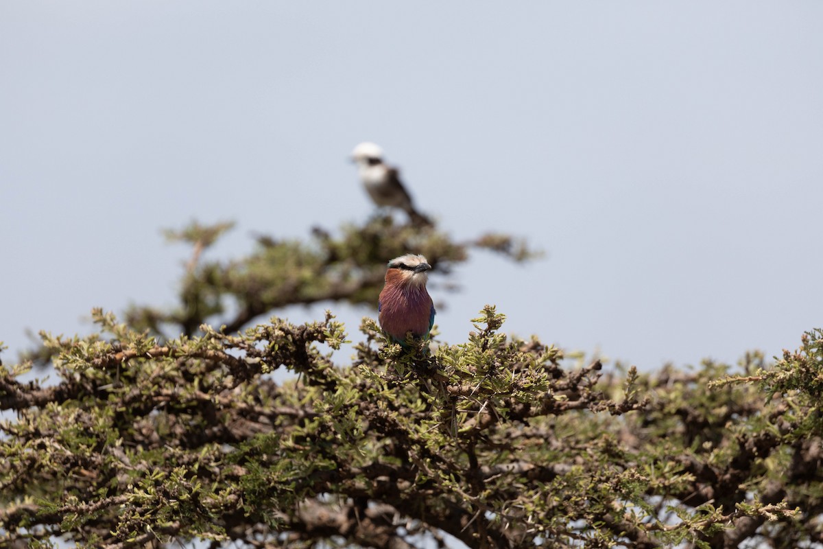 Lilac-breasted Roller - ML608421411