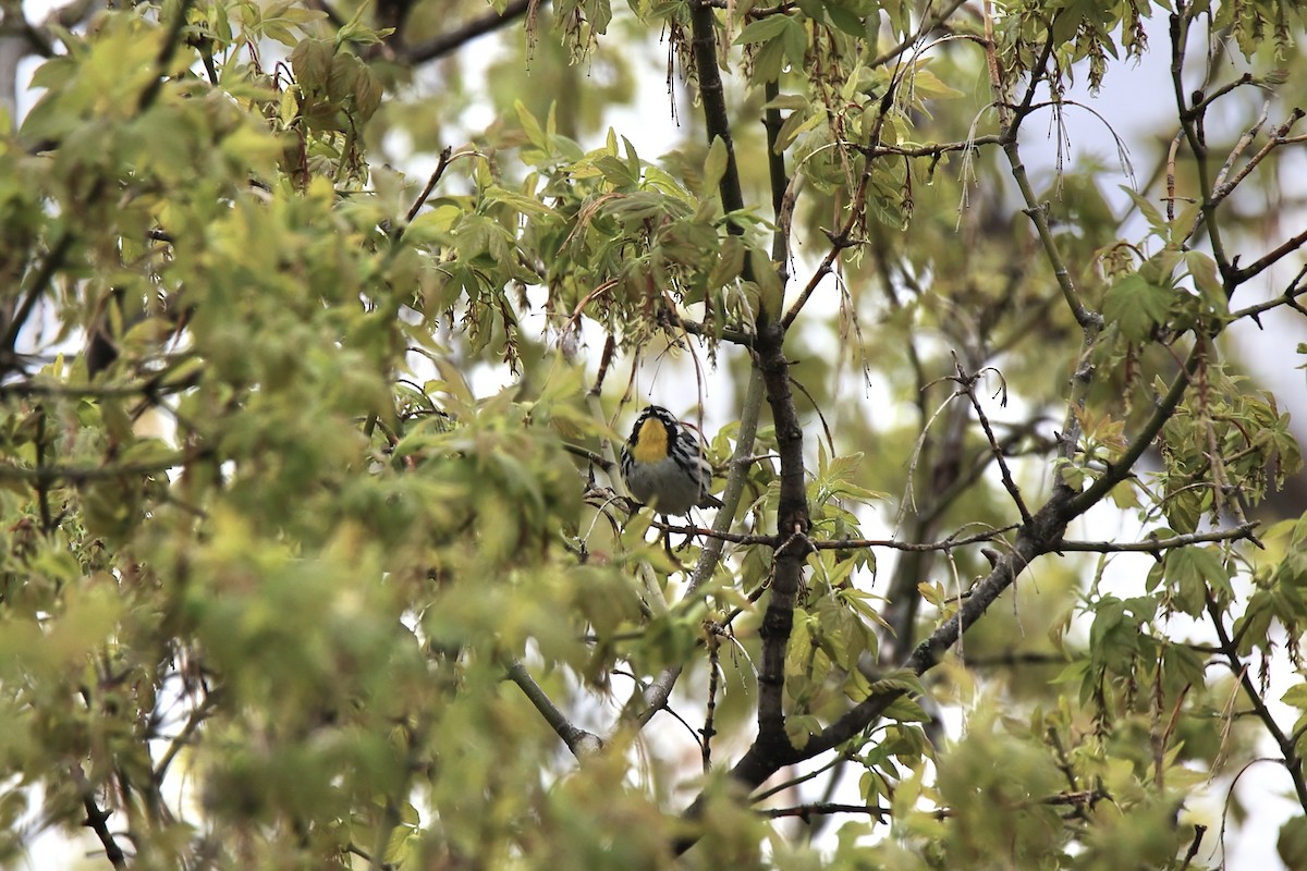 Yellow-throated Warbler - ML608421434