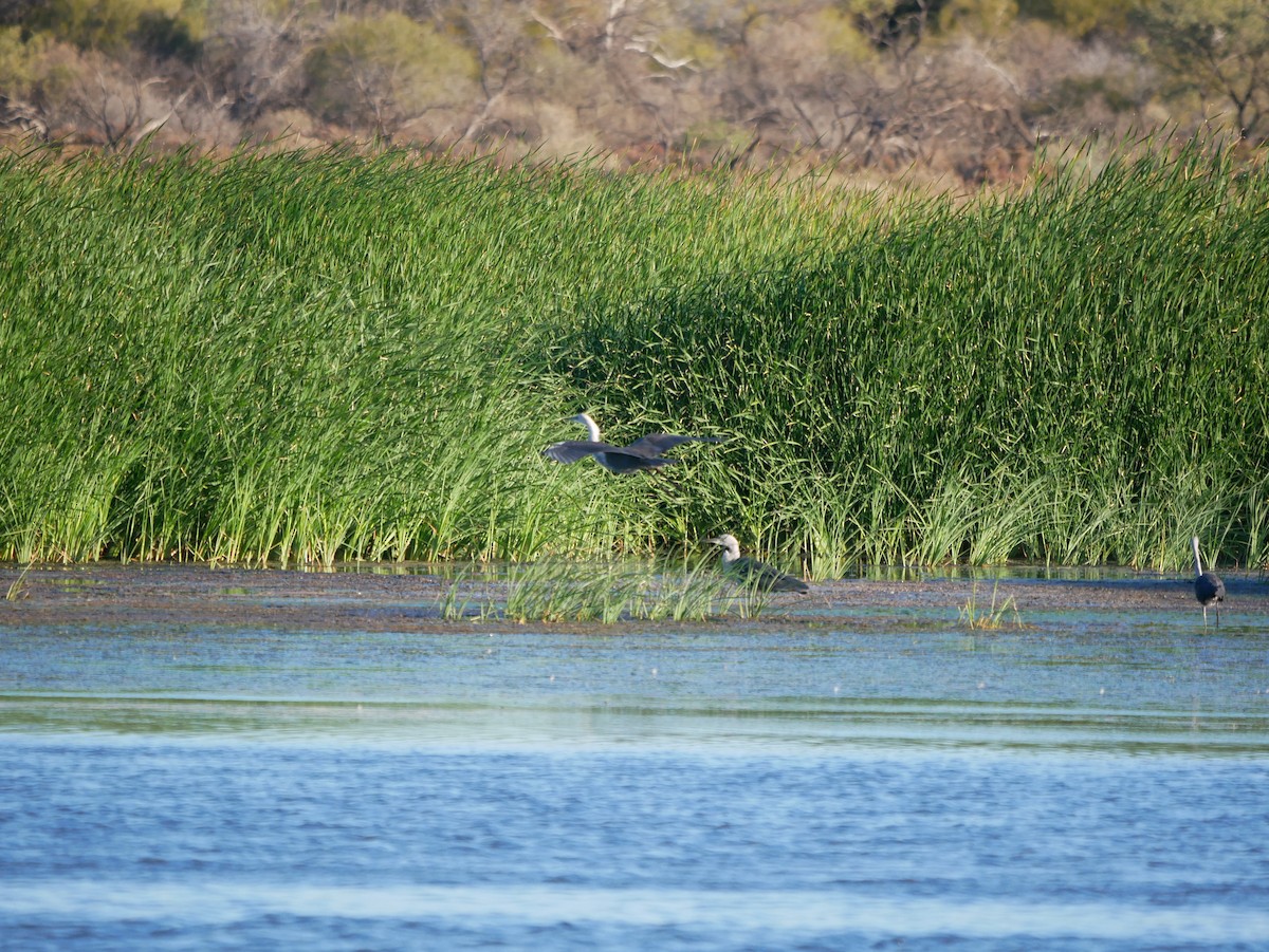 Pacific Heron - ML608421536