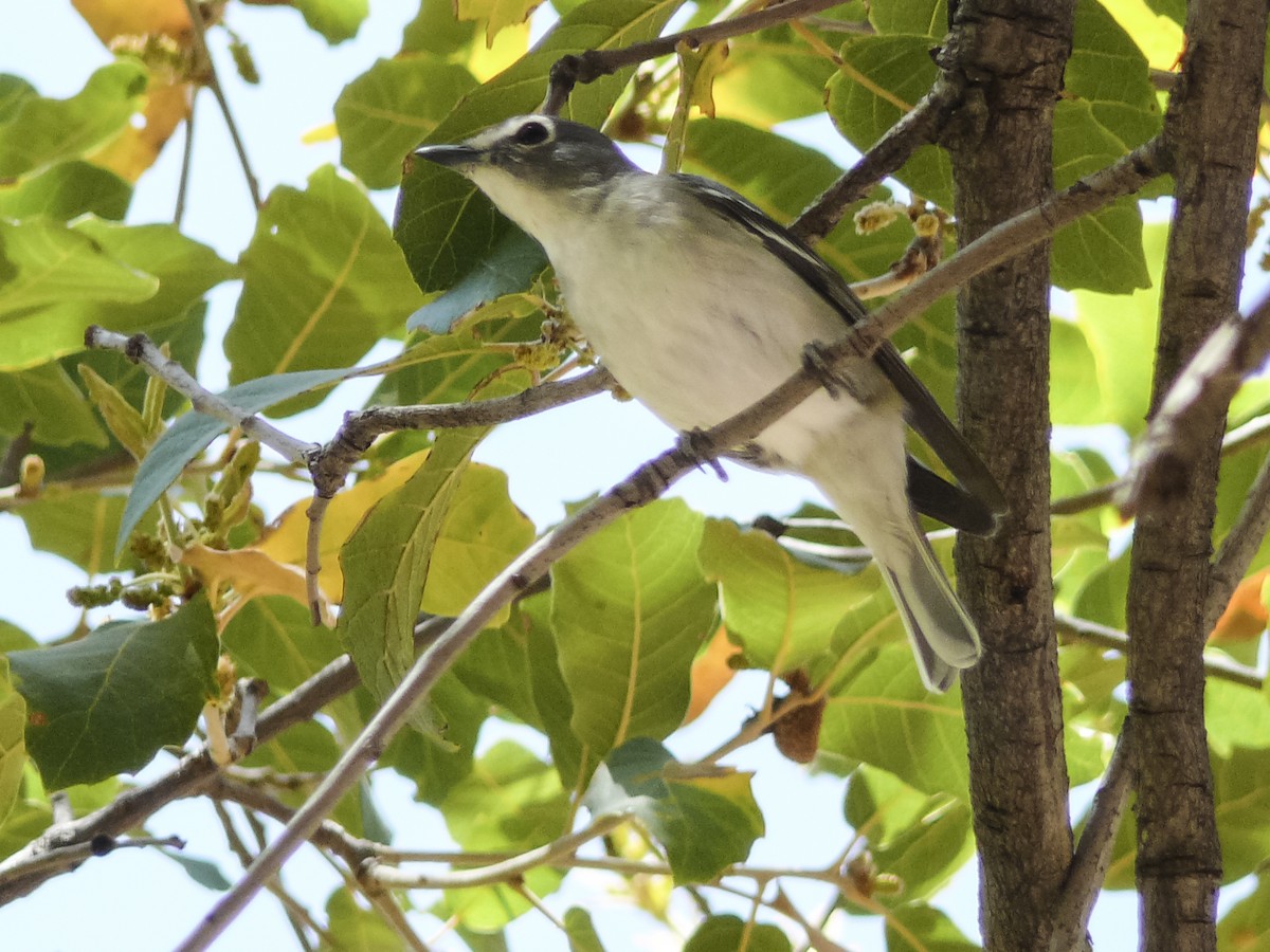 Cassin's Vireo - ML608421578