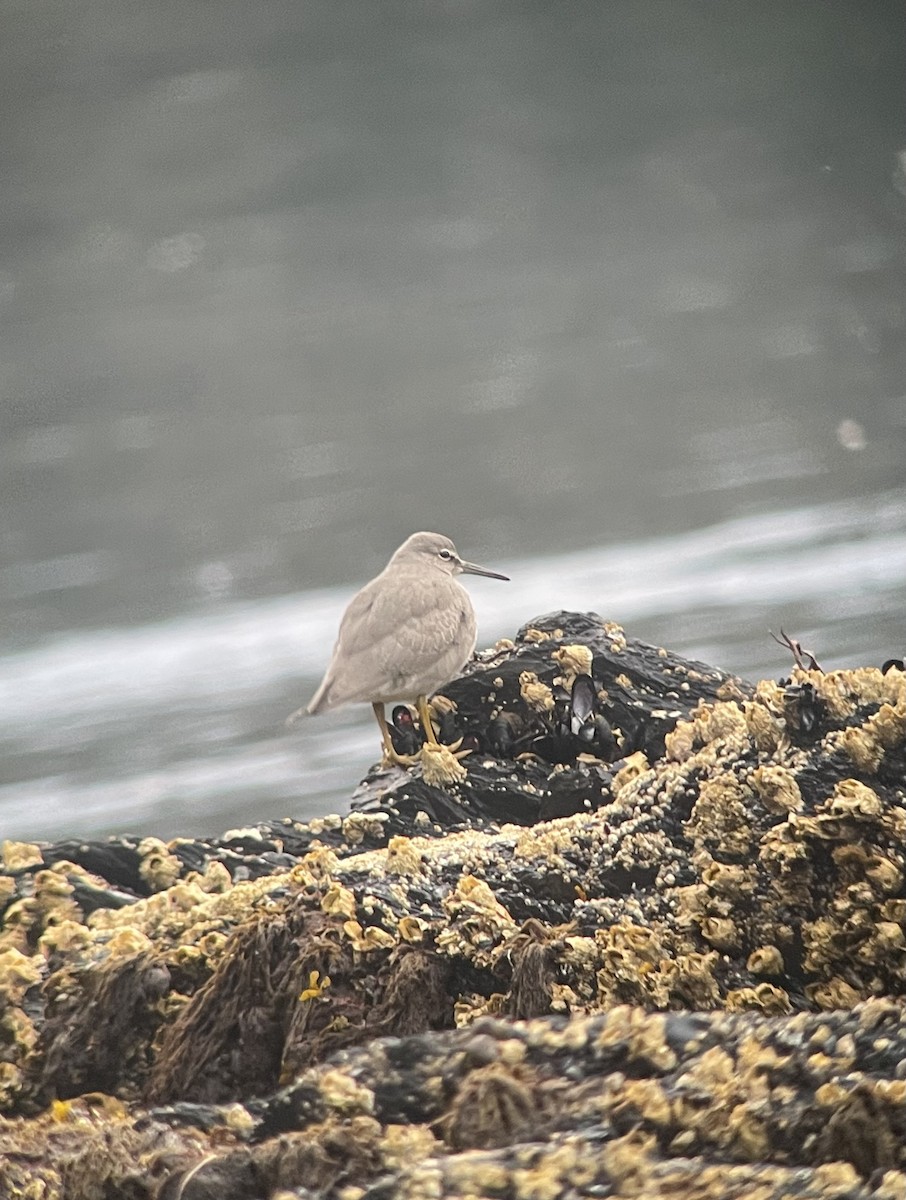 Wandering Tattler - ML608421615