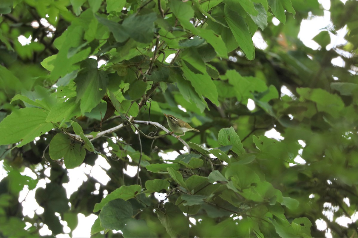 Eastern Crowned Warbler - ML608421629