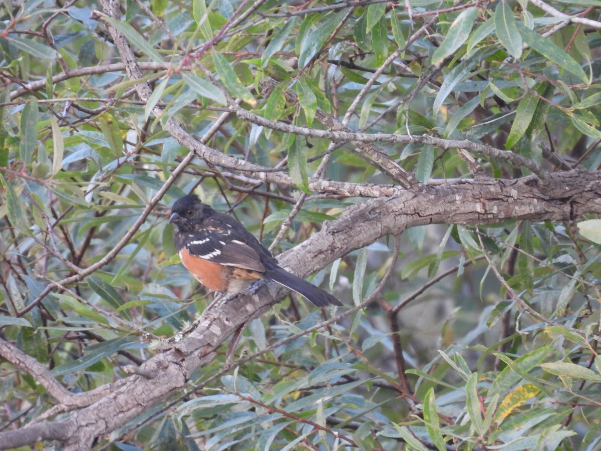 Spotted Towhee - ML608421641