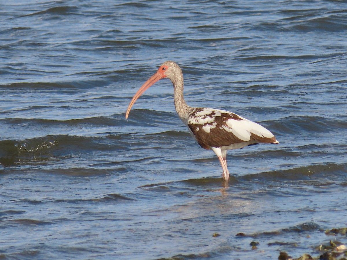 White Ibis - ML608421647