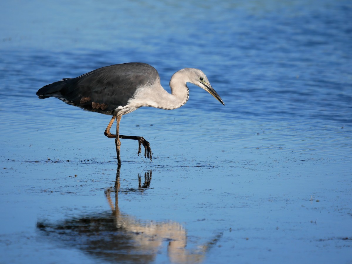 Pacific Heron - ML608421649