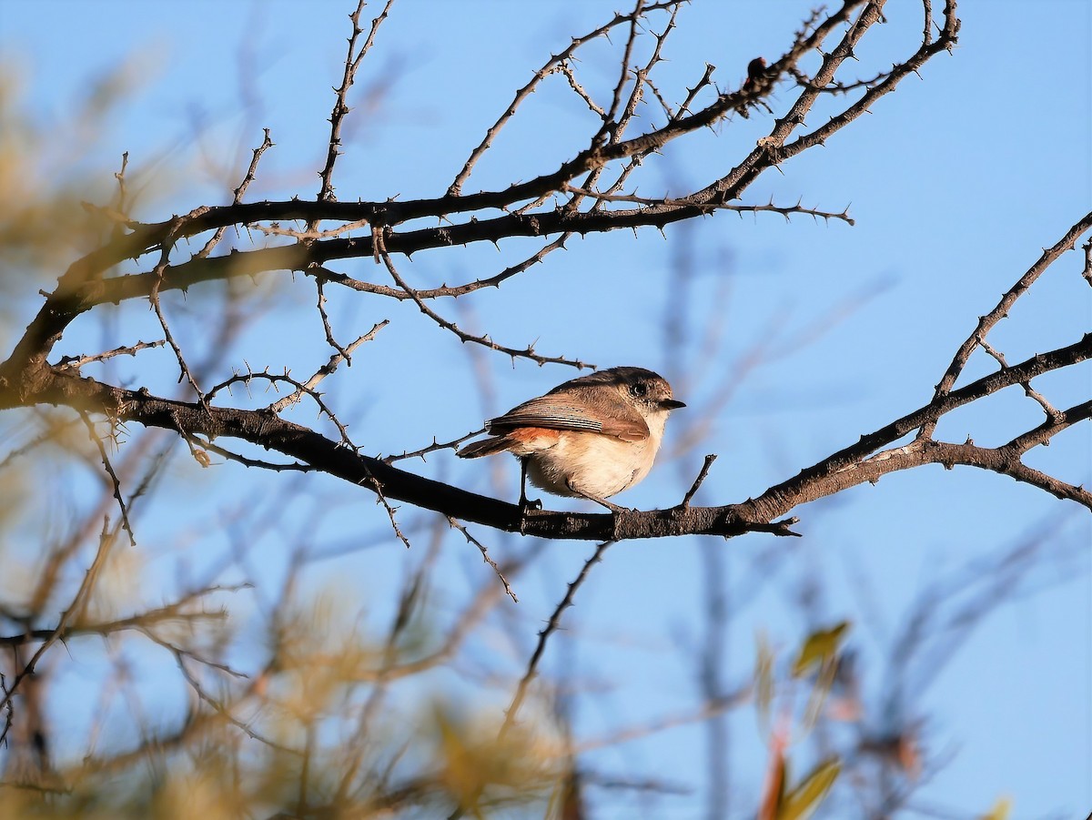 Chestnut-rumped Thornbill - ML608421678