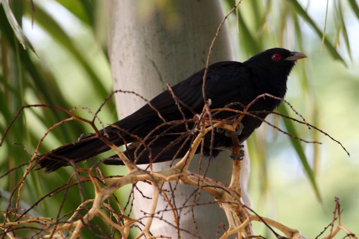 grånebbkoel (cyanocephalus/subcyanocephalus) - ML608421679