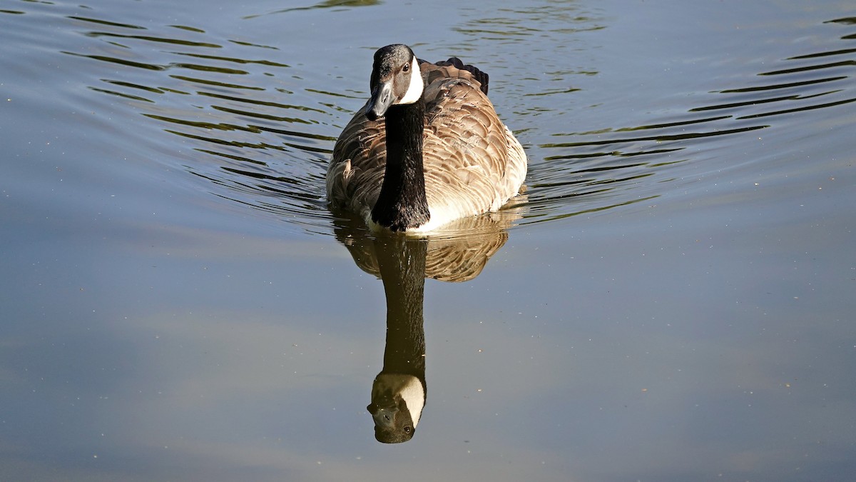 Canada Goose - Hans-Jürgen Kühnel