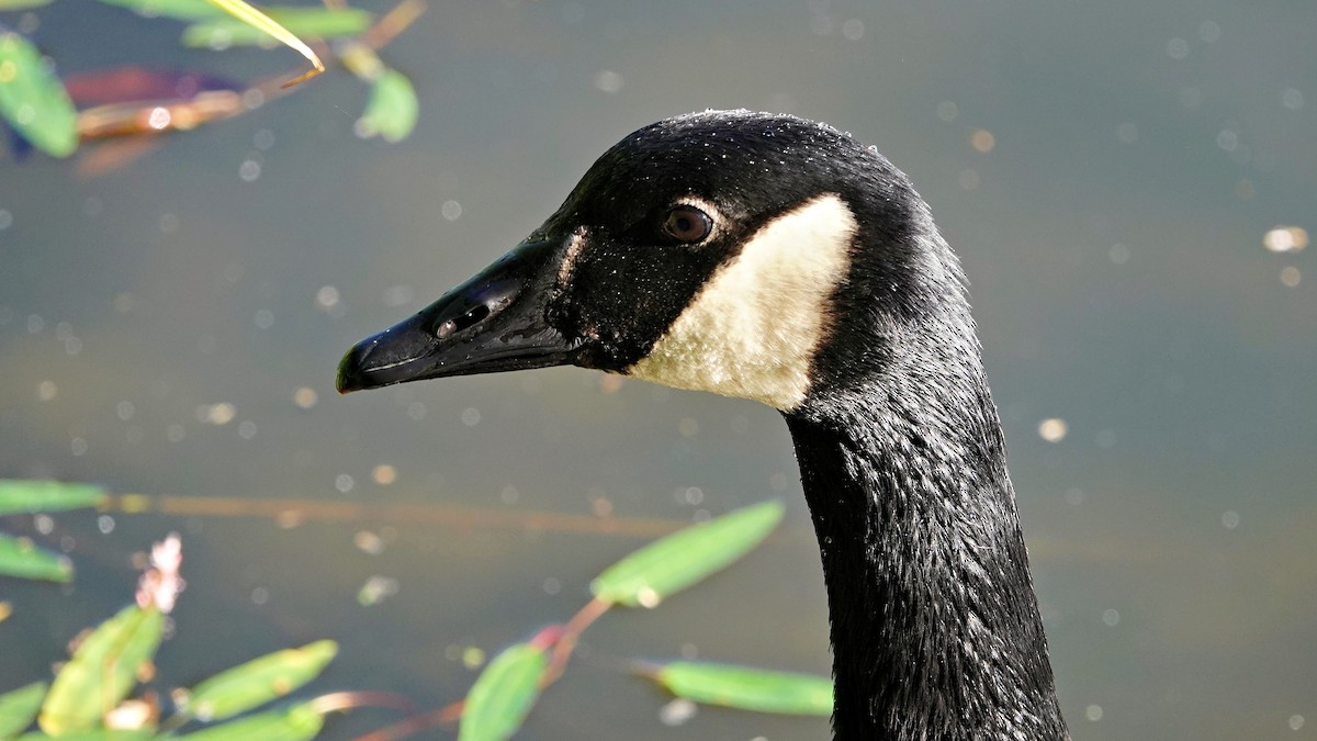 Canada Goose - Hans-Jürgen Kühnel