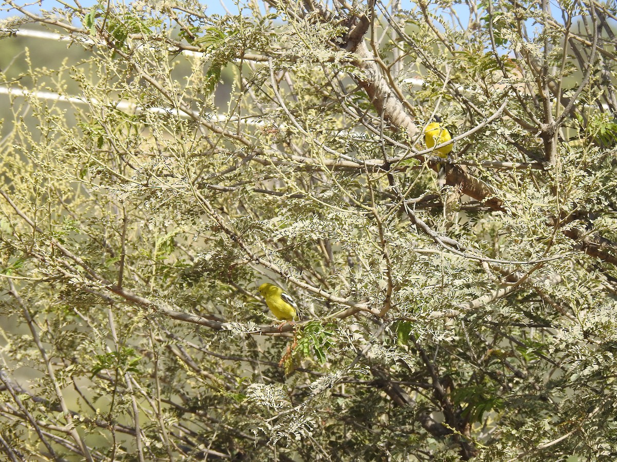 White-tailed Iora - Ranjeet Singh