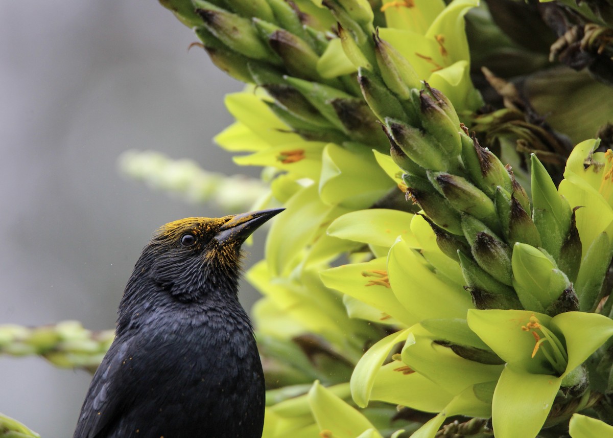 Austral Blackbird - ML608421778