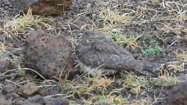 Savanna Nightjar - ML608421898