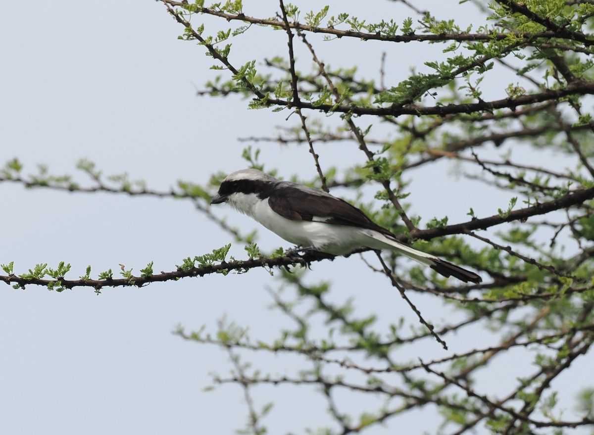 Gray-backed Fiscal - ML608421960